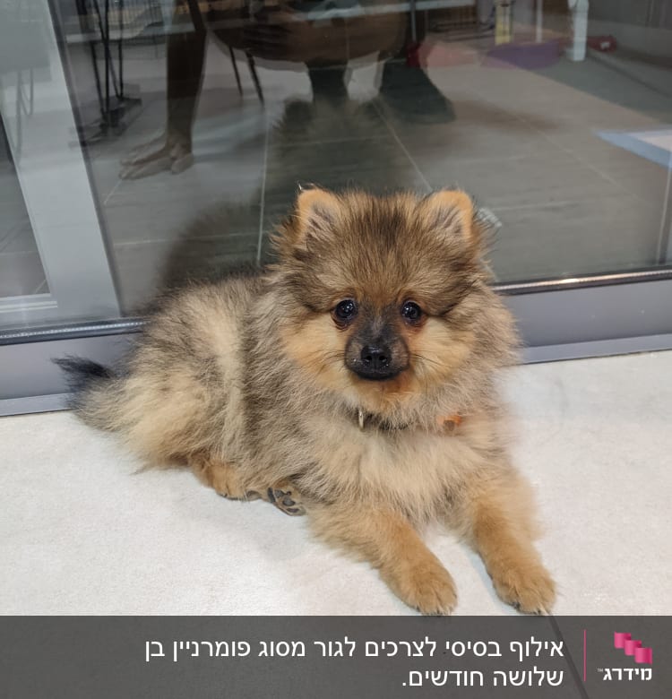 כלב קטן שוכב על הרצפה ליד חלון זכוכית.